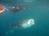 Djibouti - Whale Shark in Djibouti - 04